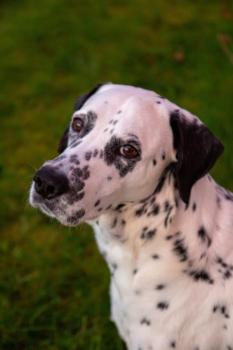 a dalmatian dog is sitting in the grass