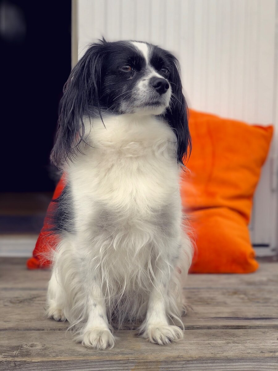 long-coated black and white dog on focus photography