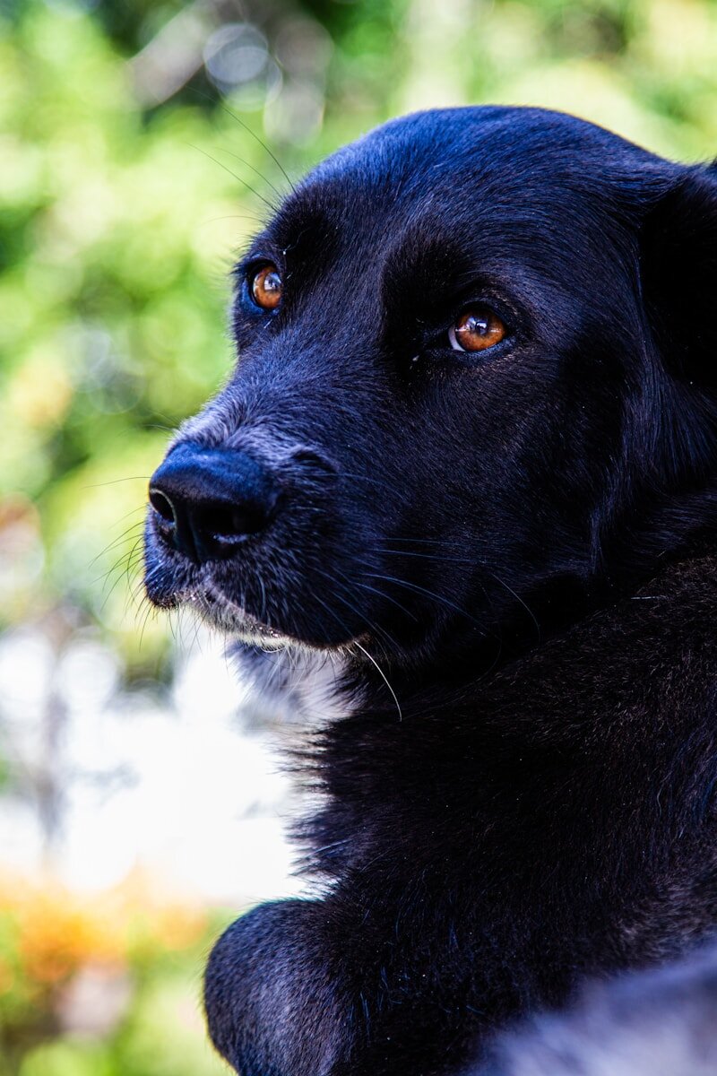 a close up of a black dog with orange eyes