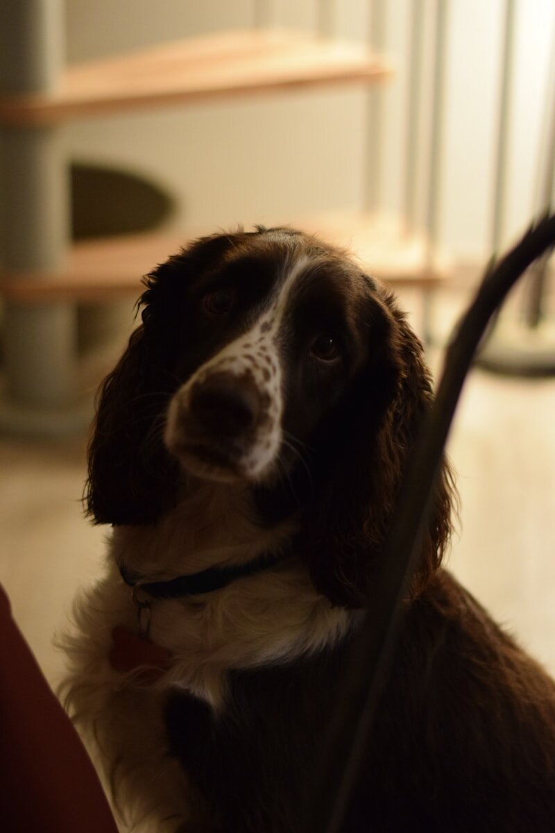 a dog with a leash
