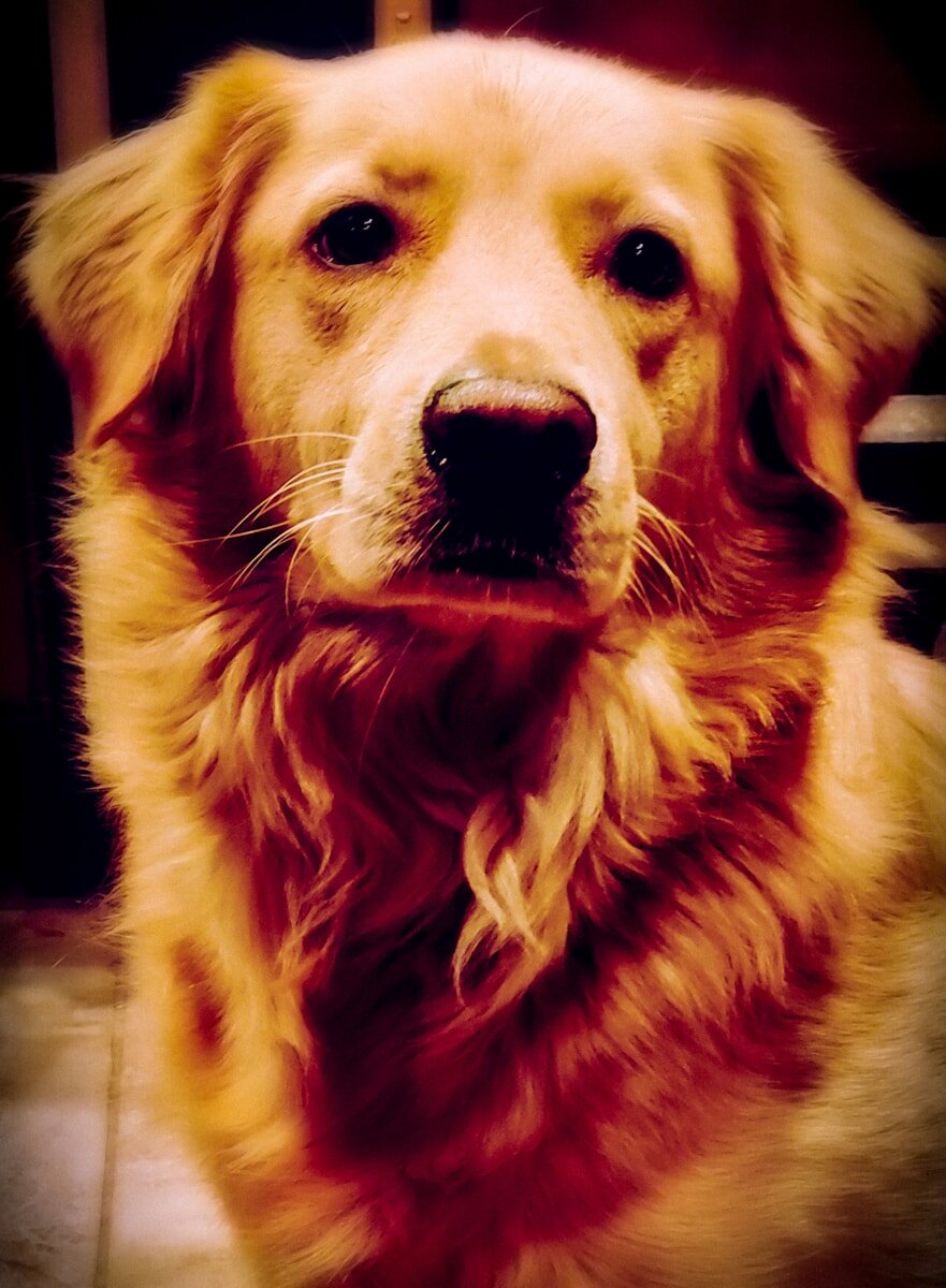 a close up of a dog looking at the camera