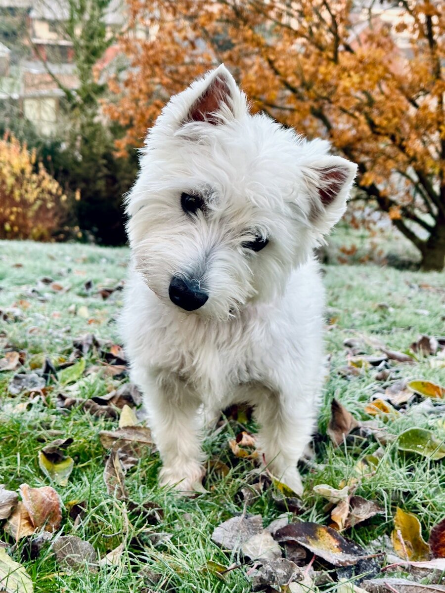 a small white dog standing on top of a grass covered field