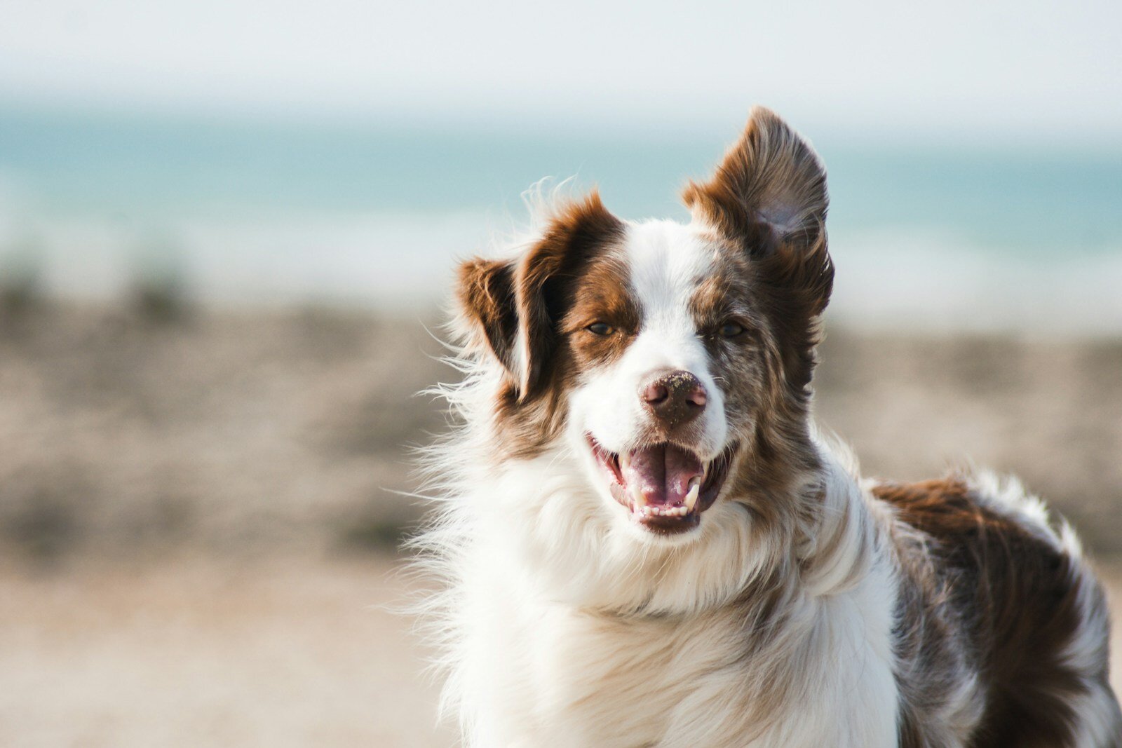 Photo by Pauline Loroy white and brown long coat large dog