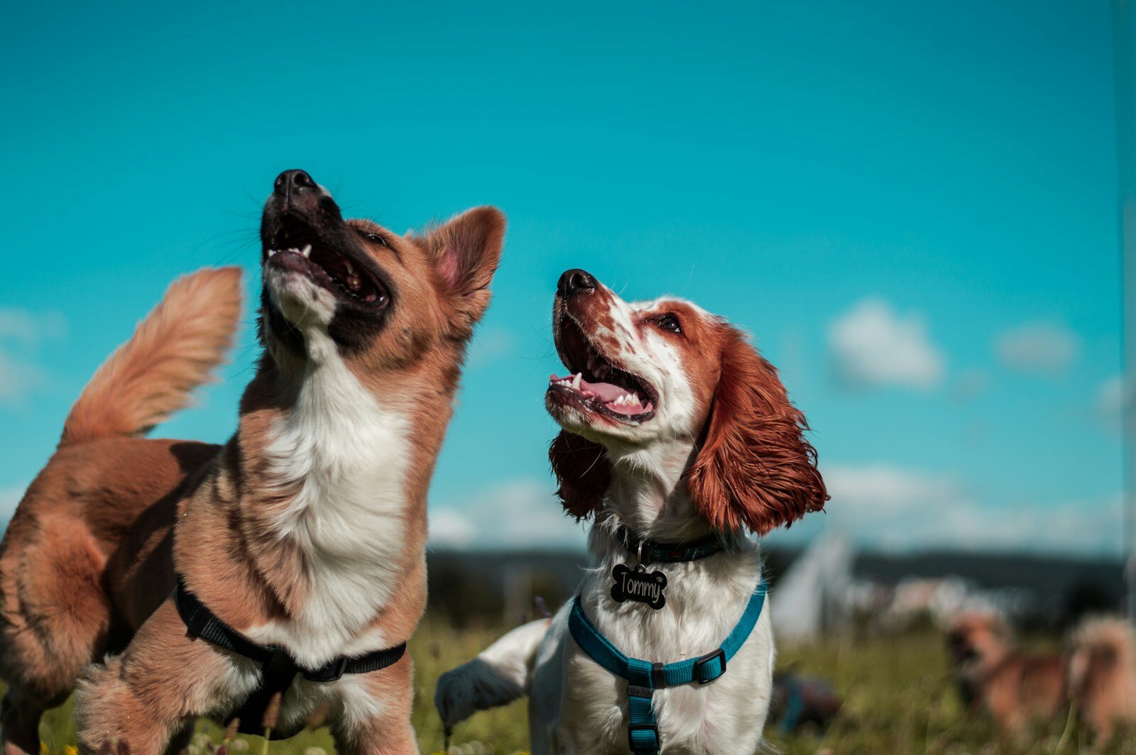 Photo by Camilo Fierro two white and brown dogs